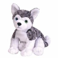 Mukluk the Husky - Blue and Green Eyes